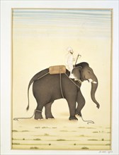Cornac sur un éléphant