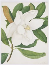 Botanical illustration - Magnolia Grandiflora; by A.Power (op.1789 - 1800); English; c.1800.Watercolour on vellum.