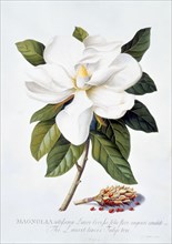 Bull Bay Magnolia by G.D. Ehret. England, 1743