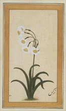 INDIAN PAINTING (Gouache on paper)from the Small Clive AlbumA narcissus plant                           Mughal; late 17th century