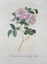 York and Lancaster Rose, by G. D. Ehret. England, 18th century