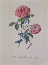 Red Provence Rose, by G.D. Ehret. England, 18th century