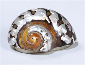 Snuff box; sea shell & silver; English; 1800 - 75.