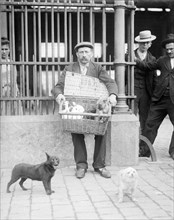 Dog Market - Basket Full of Puppies, photo by Andrew Pitcairn-Knowles. Brussels, c.1900