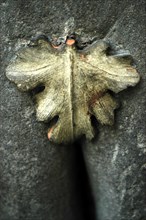 Détail d'une feuille de figuier sur un manteau de cheminée