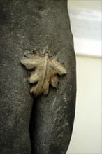 Detail of a fig leaf from a chimneypiece from Palazzo Rusconi. Italy, c.1514