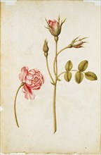 Le Moyne de Morgues, Pink Rose