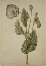 Le Moyne de Morgues, Opium Poppy