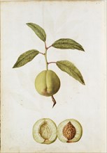 Le Moyne de Morgues, Fruit du cormier
