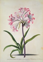 Belladonna Lily, by George Dionysus Ehret. German, 1744