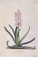 Ehret, Hyacinth