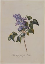 Ehret, Le Lilas violet