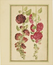 Walther, Roses trémières