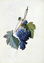 Ehret, Grapes