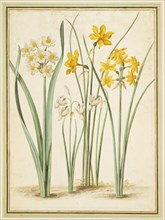Walther, Narcissi