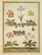 Walther, Primula Trifolia & An Iris