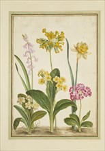 Walther, Cowslip, Primrose & other flowers