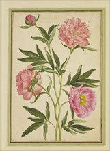 Walther, Peonies