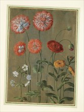 Walther, Poppies