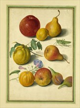 Walther, Apples, Pears & Figs