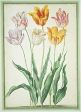 Walther, Tulipes
