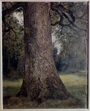 Constable, Study of the Trunk of an Elm Tree