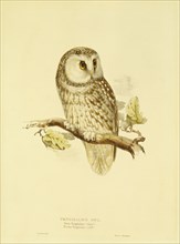 Lear, Tengmalm's owl
