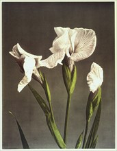 Kazuma, Iris japonais