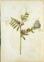 Le Moyne de Morgues, Common Vetch and Black Veined White Butterfly