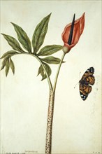 Le Moyne de Morgues, Dracunculus Vulgaris et papillon