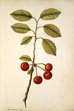 Le Moyne de Morgues, Cherry