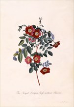 Ehret, Royal Virgin Rose