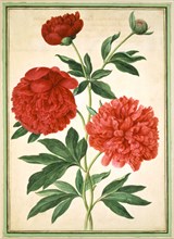 Walther, Pivoines