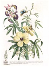 Ehret, Plantae et Papileones