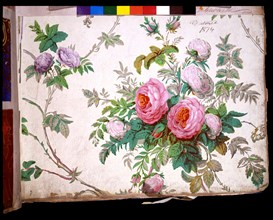 Rose and laburnum wallpaper, England