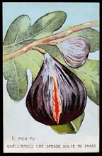 Fig. Europe, 19th-20th century