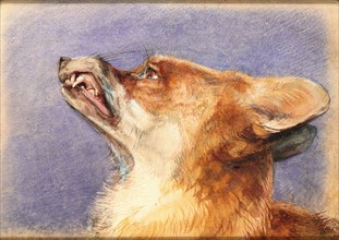 Head of a Fox, by John Frederick Lewis. England, 19th century
