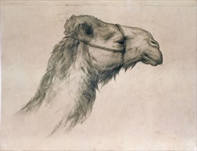Study of a camel's head, by Elijah Walton. England, 1864