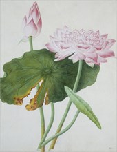Lotus. Guangzhou, China, c.1800-1840