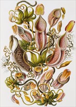 Nepenthaceae, by Prof. Dr. Ernst Haeckel. Germany, 19th-20th century