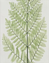 Flowering Fern, by Bradbury, Evans & Co. England, 1850