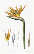 Plate on P.66 from Les Liliacees Vol.2 Strelitzia Reginae, by P.J.Redoute