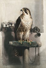 The Hawk, by C.G. Lewis. England, 1843