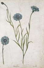 Cornflowers, by Jacques Le Moyne de Morgues. France, mid-16th century