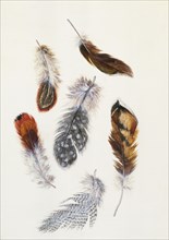 Feathers, by Claude Aubriet. France, 17th-18th century