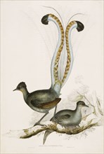 The Lyre Bird, by John Gould. England, 19th century