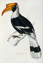 Hornbill, by Elizabeth Gould. England, 19th century