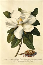 Magnolia Grandiflora, by George Dionysius Ehret. England, 18th century