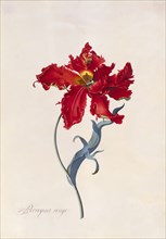 Peroquet Rouge, Parrot Tulip, by George Dionysus Ehret. England, 18th century