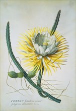 Cereus Cactus, by George Dionysius Ehret. England, 18th century